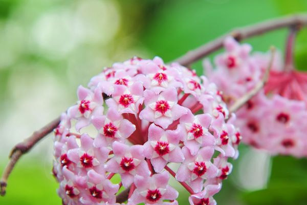 Tanaman Sukulen Berbunga yang Cantik dan Menawan